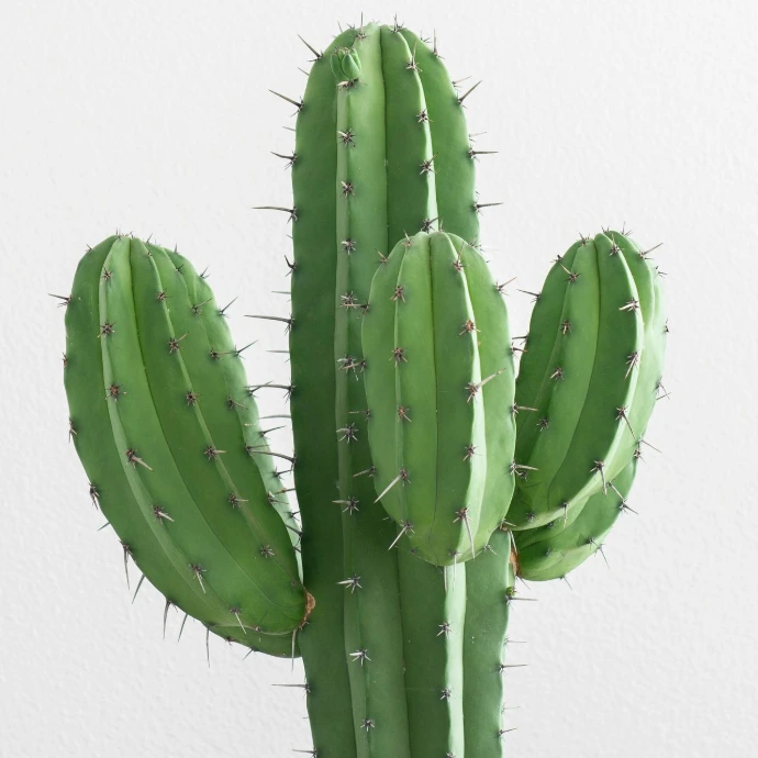 Cactus sur un fond blanc à louer plante intérieur végétale en touraine 