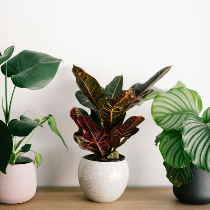 plante intérieur végétale en touraine Tours Blois Vendôme Indre et Loire Loire et Cher 