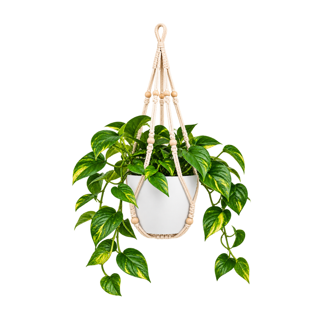 Pothos (Blanc)