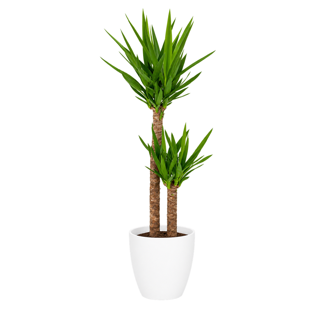 Yucca pied d’éléphant (Blanc)
