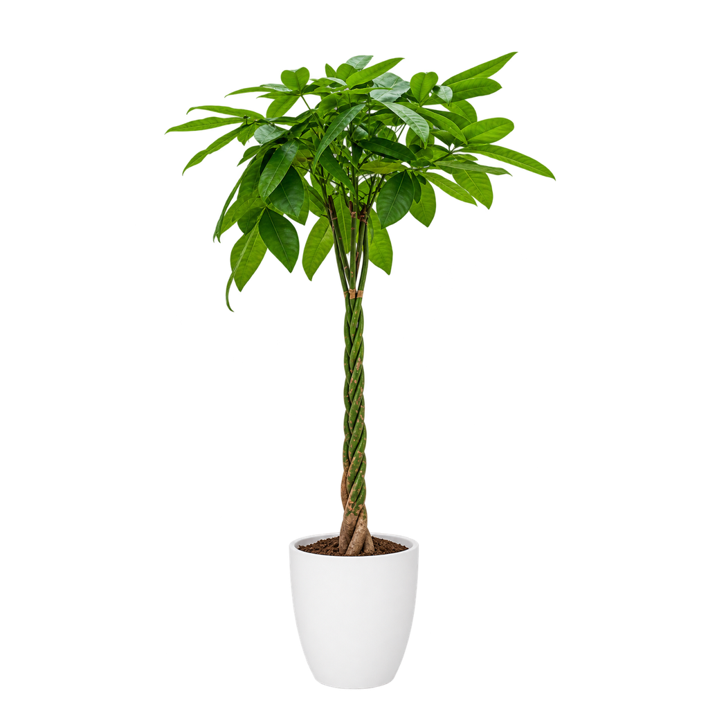 Châtaignier de Guyane (Blanc)