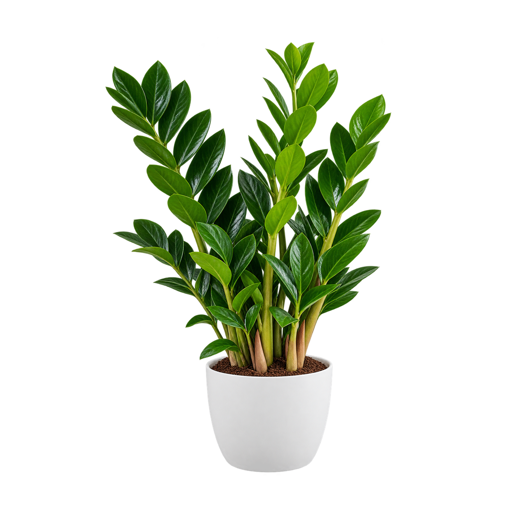 Plante ZZ (Blanc)