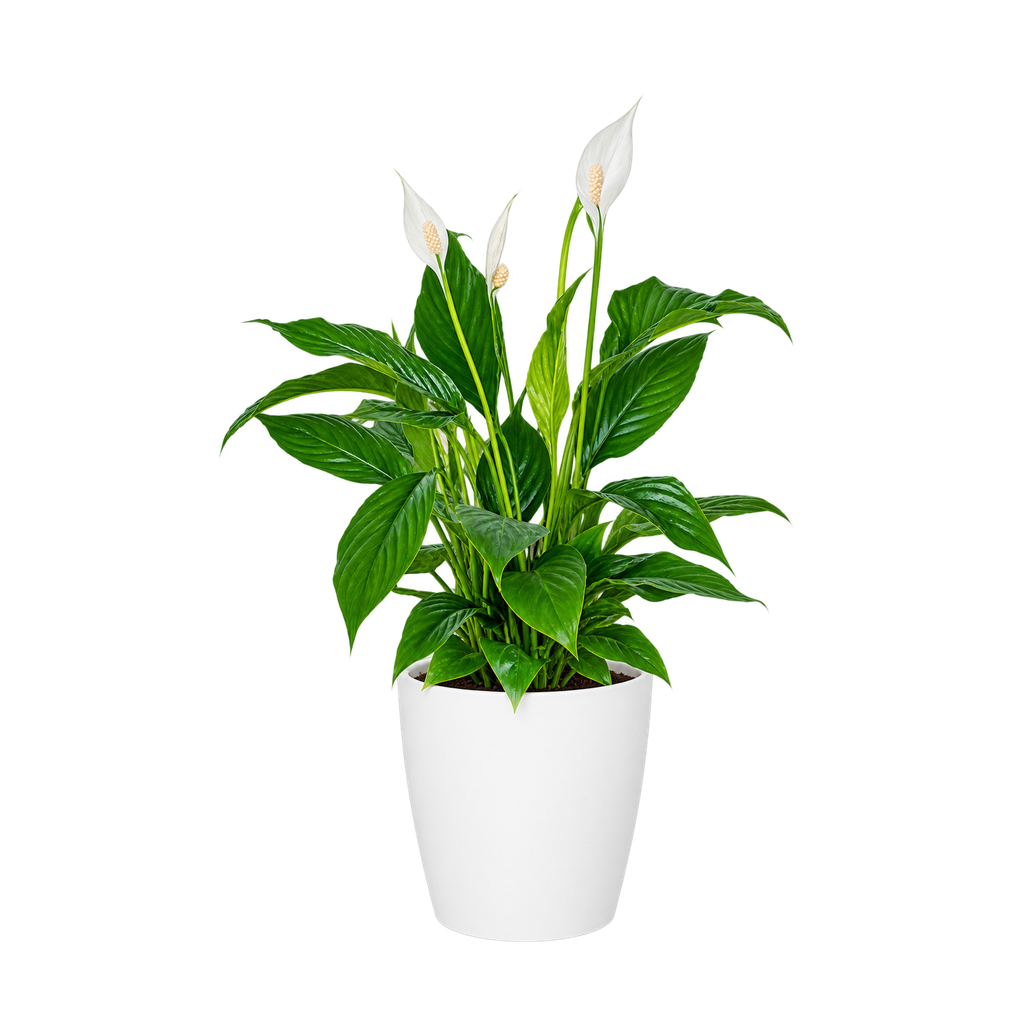 Fleur de Lune (Blanc)