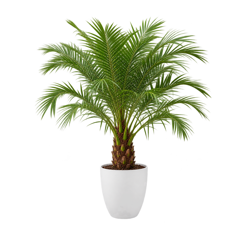 Palmier Dattier (Blanc)