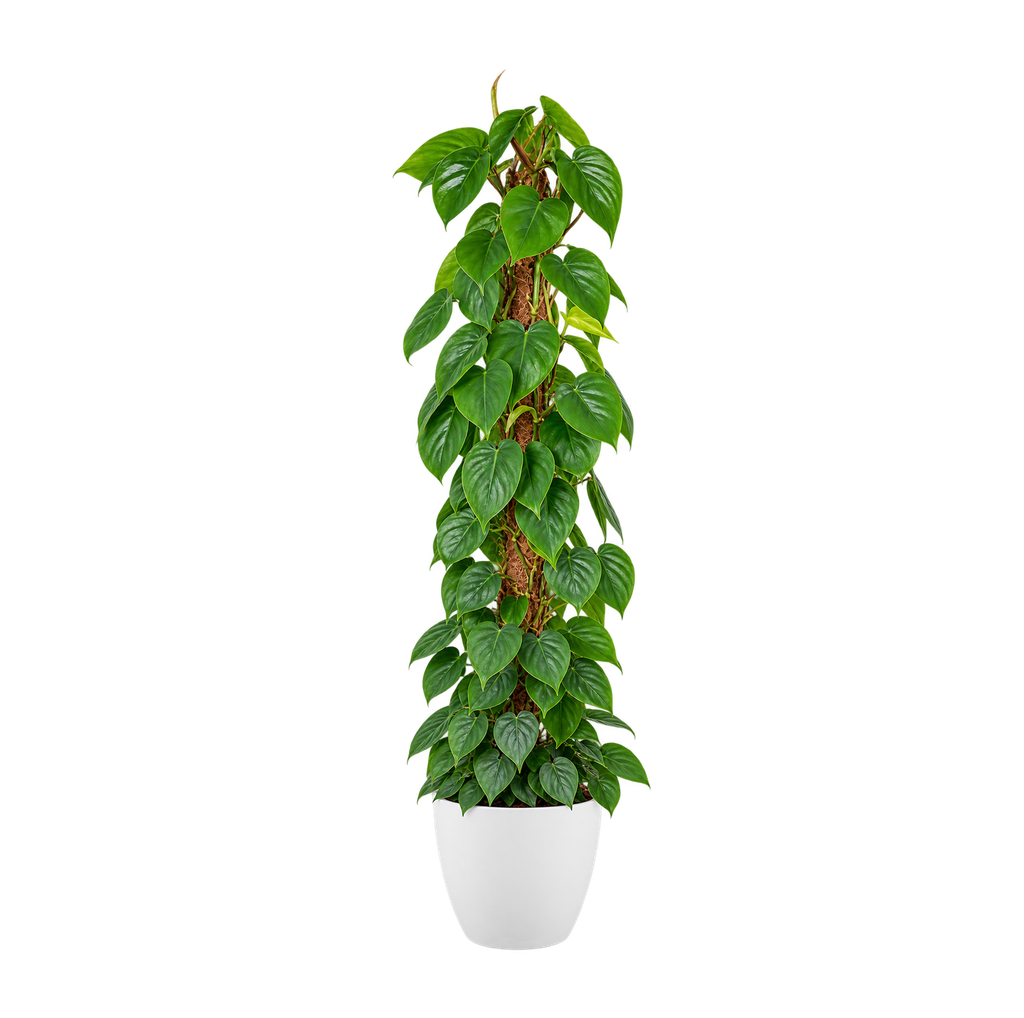 Philodendron (Blanc)