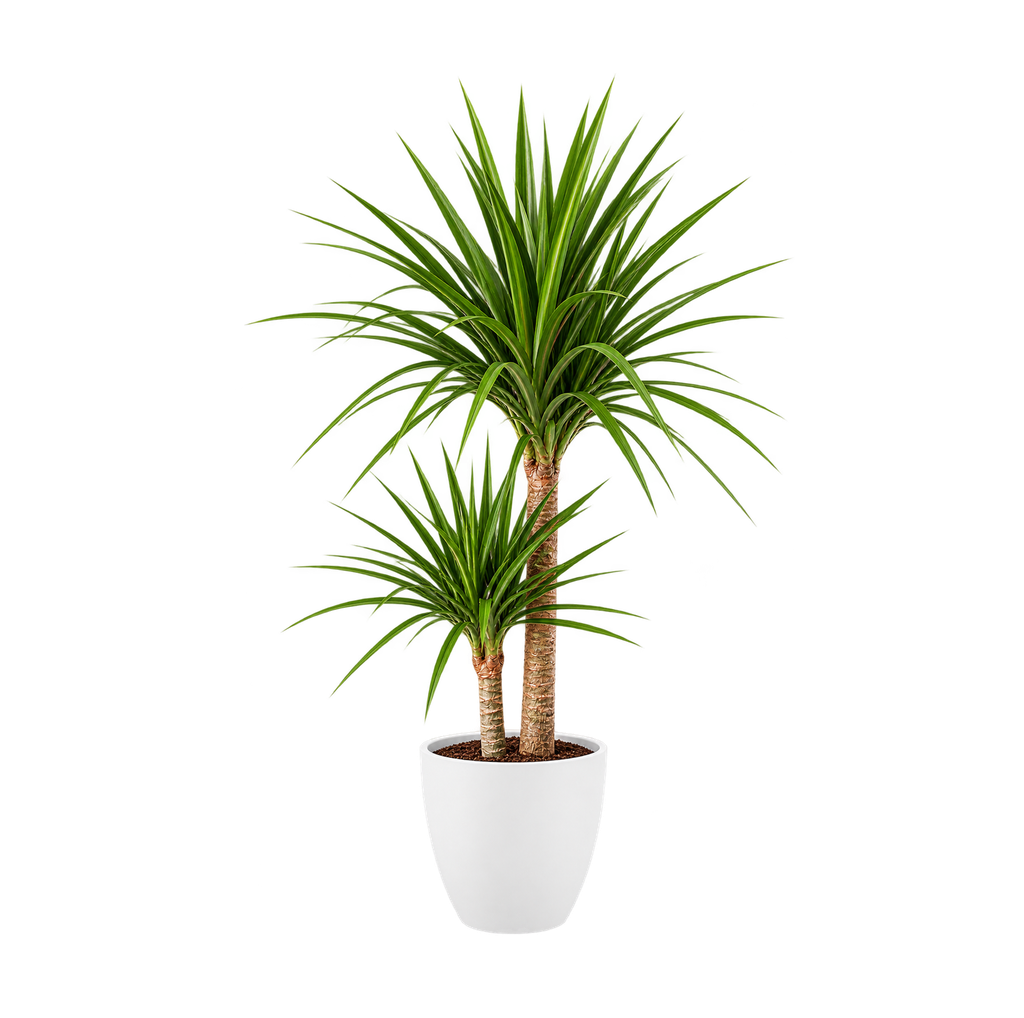 Dragonnier de Madagascar (Blanc)