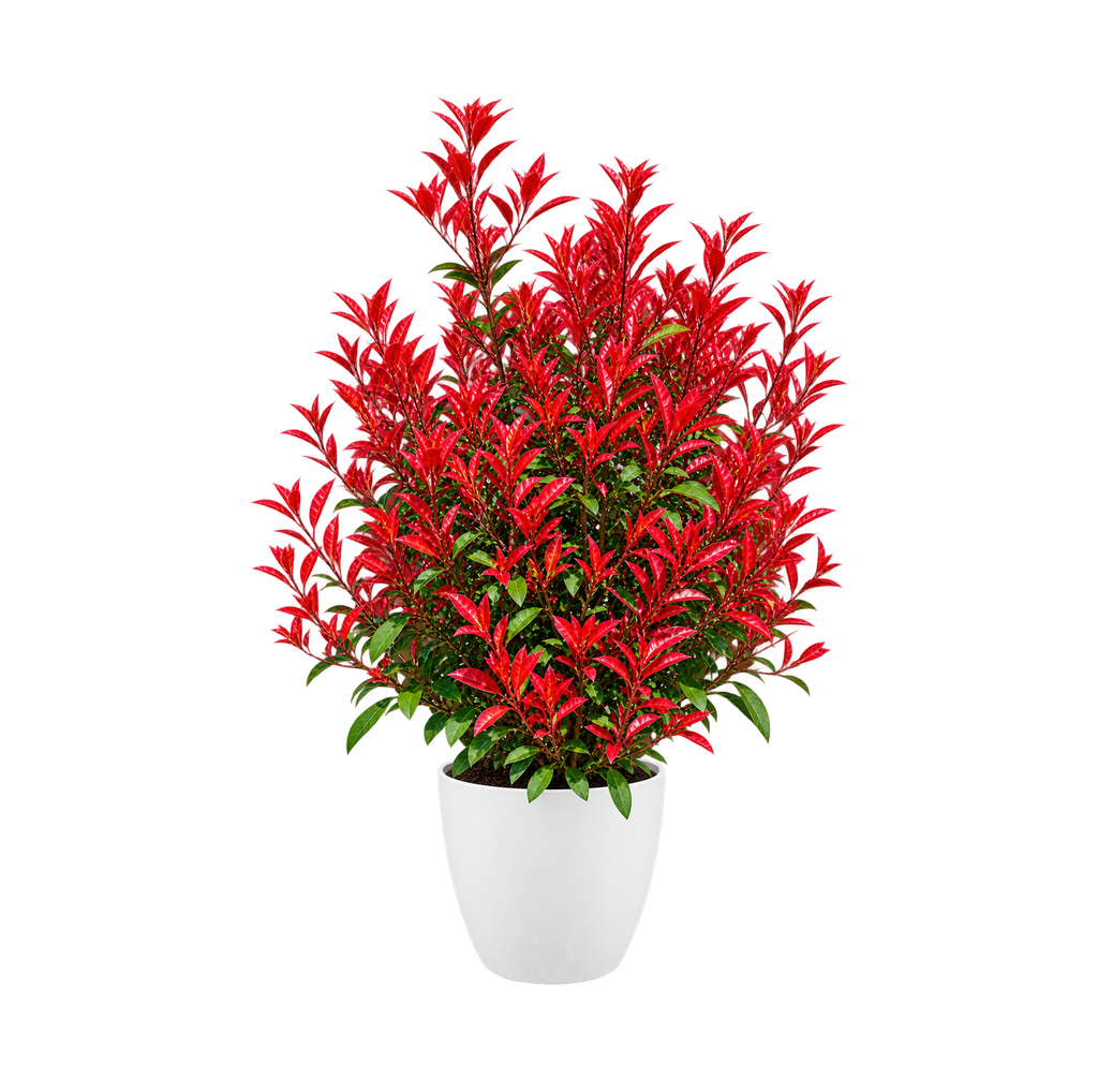 Photinia Rouge (Blanc)